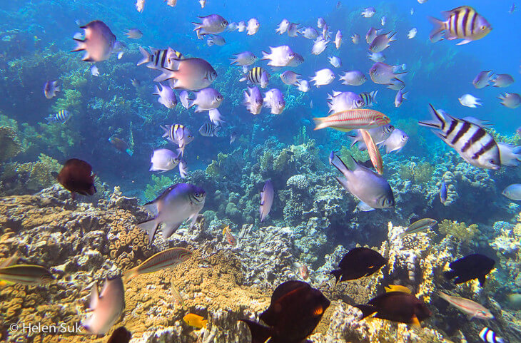 Aqaba City Tour 