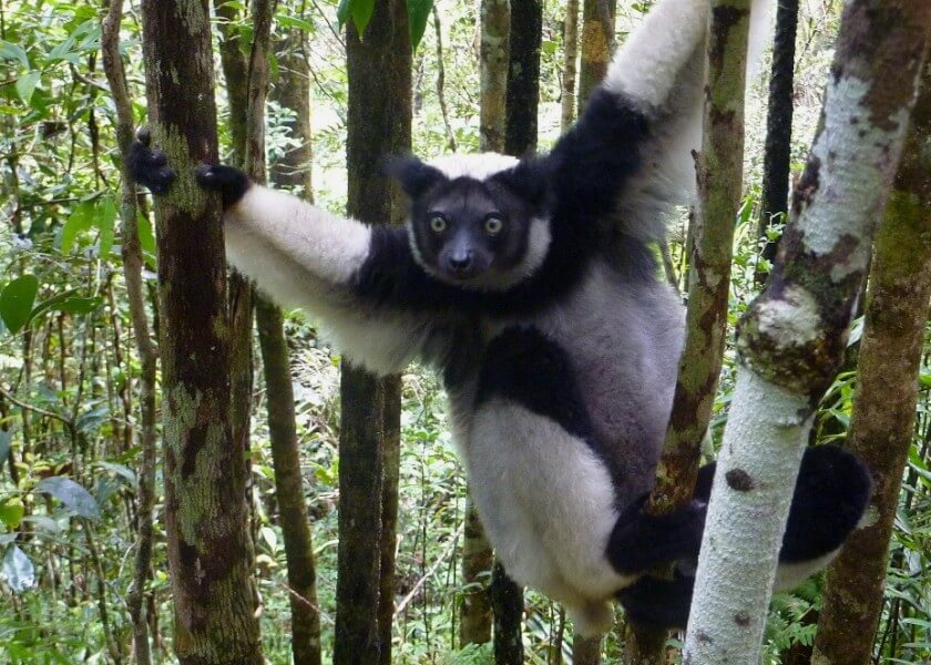Analamazaotra National Park