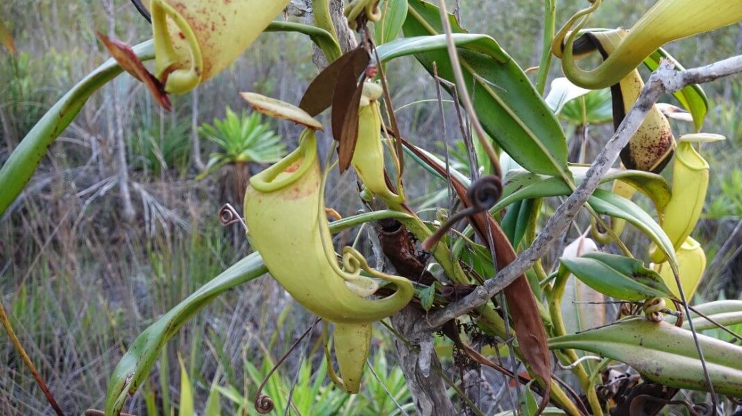 Visit Palmarium Reserve